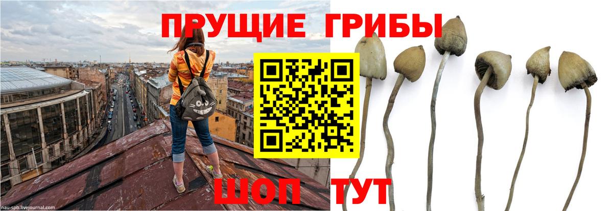 Псилоцибиновые грибы Magic Shrooms Лениногорск